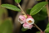 Vaccinium crassifolium