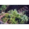 Vaccinium darrowii 'John Blue'