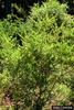 Vaccinium elliottii