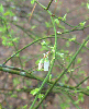 Vaccinium elliottii