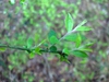 Vaccinium elliottii