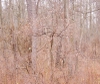 Vaccinium formosum