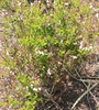 Vaccinium myrsinites