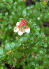 Vaccinium myrsinites