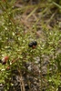 Vaccinium myrsinites