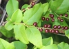 Vaccinium oldhamii