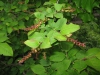 Vaccinium oldhamii