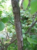 Vaccinium oldhamii