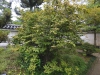 Vaccinium oldhamii