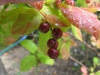 Vaccinium oldhamii