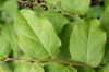 Vaccinium oldhamii