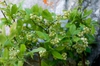 Form