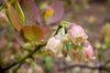 Close up of flower