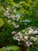 Vaccinium stamineum