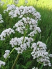 Valeriana officinalis