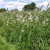Valeriana officinalis