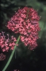 Valeriana rubra