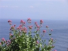 Valeriana rubra