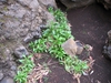 Valeriana rubra