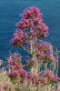 Valeriana rubra