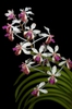 Form