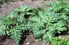 Cynara cardunculus (Scolymus Group)