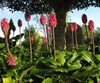 Veltheimia bracteata