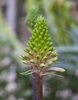 Veltheimia bracteata