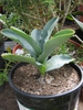 Veltheimia capensis