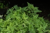 Selaginella braunii