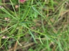 Narrow green leaves