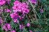 Verbena tenuisecta