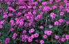 Verbena tenuisecta