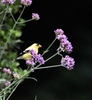 Goldfinches are attracted to the purple flower clusters