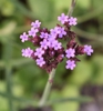 Verbena Bonariensis