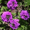 Verbena canadensis