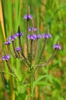 Form