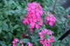 Verbena x hybrida