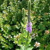 Flower spike