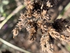 Seed capsules