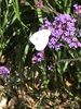 Butterfly on flowers