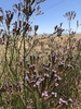 Form