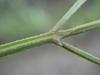 4-angle stem with hairs