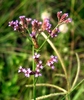 Inflorescence