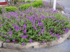 Verbena canadensis