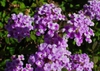 Verbena canadensis