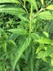 Leaves and stem