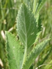 Underside of leaf