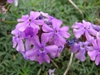 Close up of flower