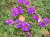 Verbena tenuisecta